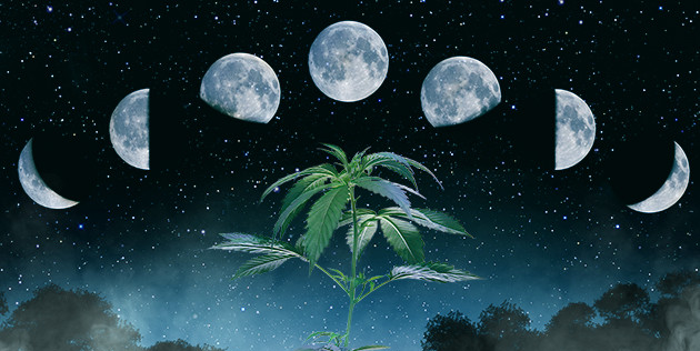 Growing Cannabis in 2025 According to the Lunar Calendar